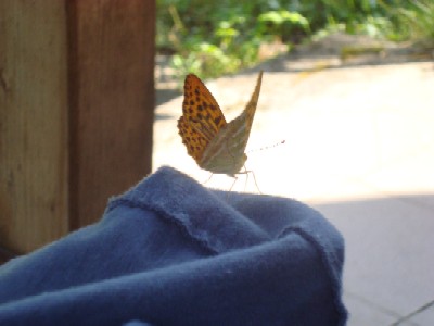 Fritillary at my chata