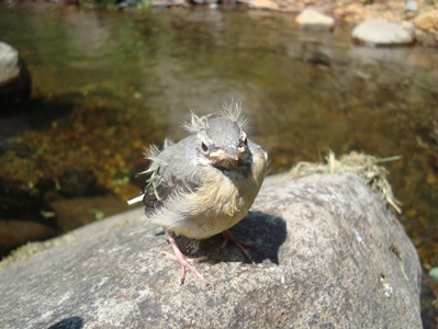 Grey wagtail chick